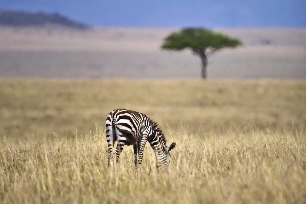 Nacionalni park Serengeti v Tanzaniji je eden najbolj znanih safari parkov na svetu