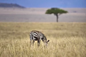 Nacionalni park Serengeti v Tanzaniji je eden najbolj znanih safari parkov na svetu