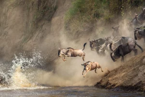 Nacionalni park Maasai Mara v Keniji, kjer se vsako leto odvije eden največjih naravnih spektaklov - velika selitev živali