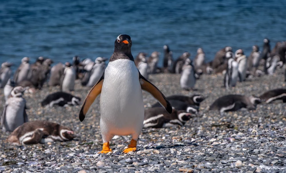 Ena od številnih kolonij pingvinov na obali Patagonije