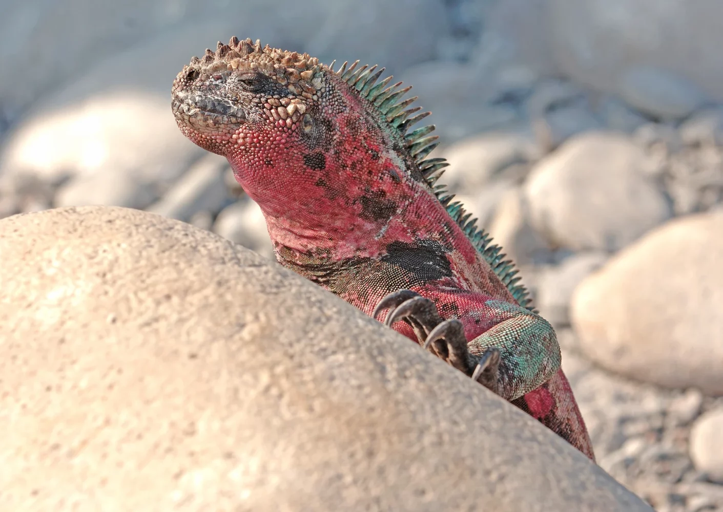 Morski legvan na otočju Galapagos