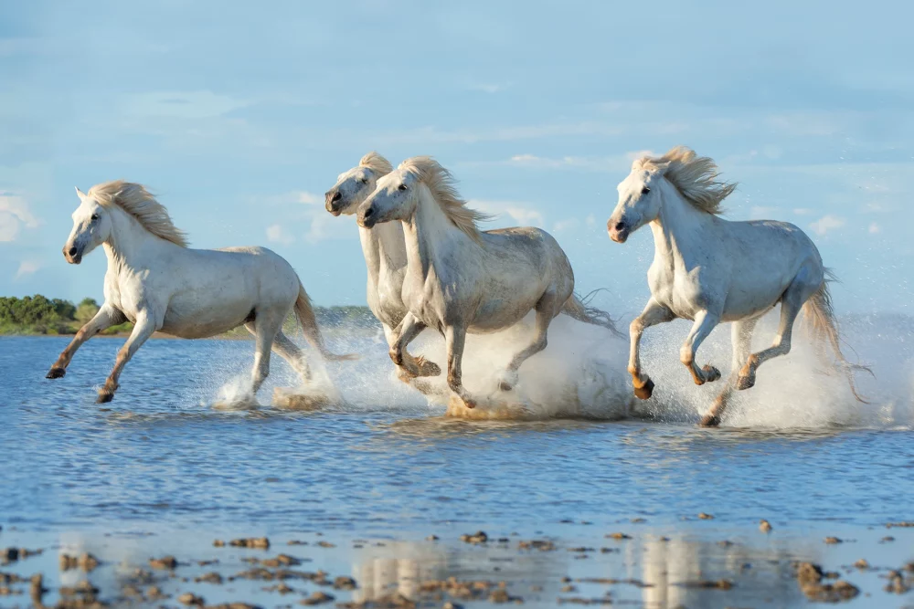 Divji beli konji v pokrajini Camargue