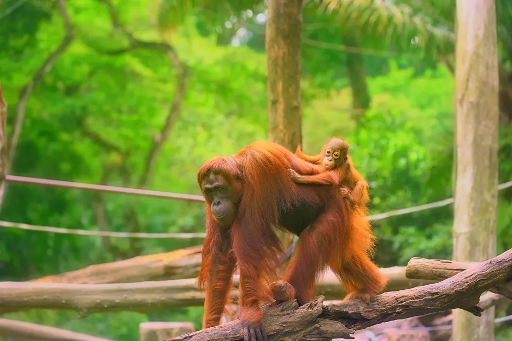 Obisk rehabilitacijskega centra za orangutane na Borneu je nepozabna izkušnja, kjer lahko v naravnem okolju spoznamo to ogroženo živalsko vrsto. Foto: Shutterstock