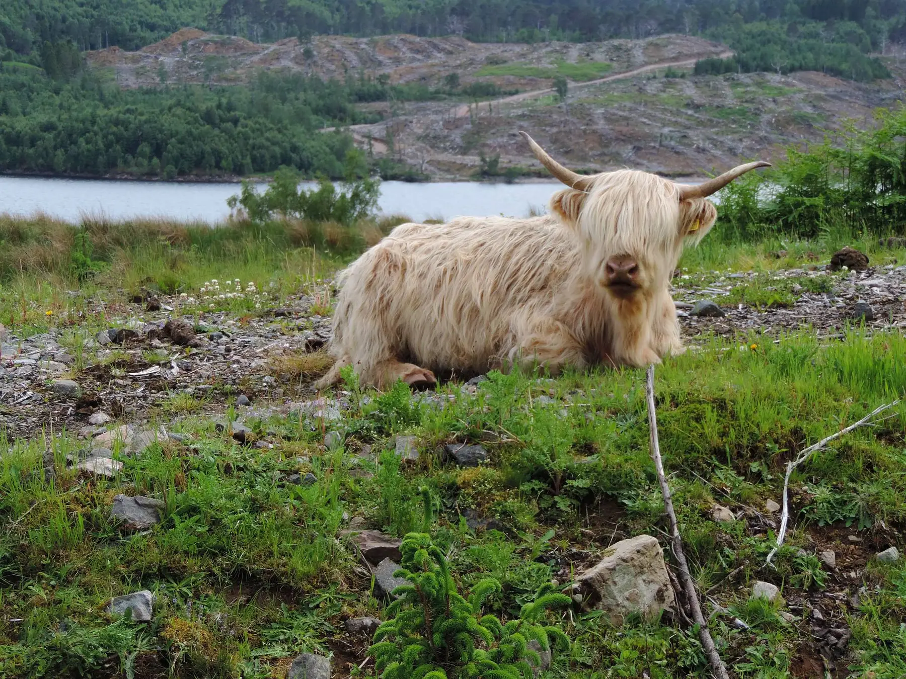 Značilno škotsko govedo