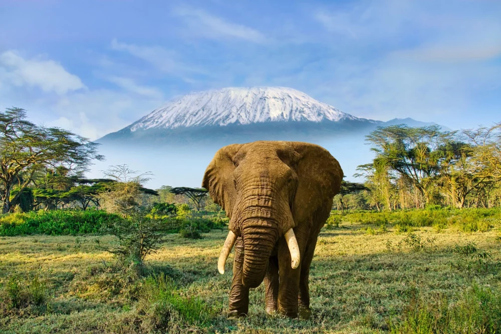 Slon in v ozadju najvišja afriška gora Kilimandžaro, ki leži v Tanzaniji