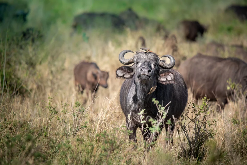 Čreda afriških bivolov v narodnem parku Serengeti
