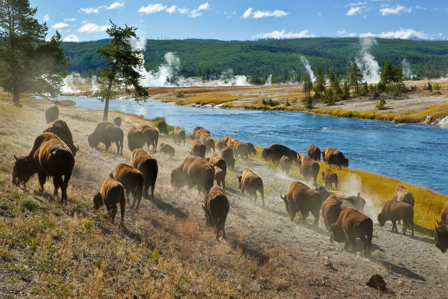 Bizoni v Narodnem parku Yellowstone.