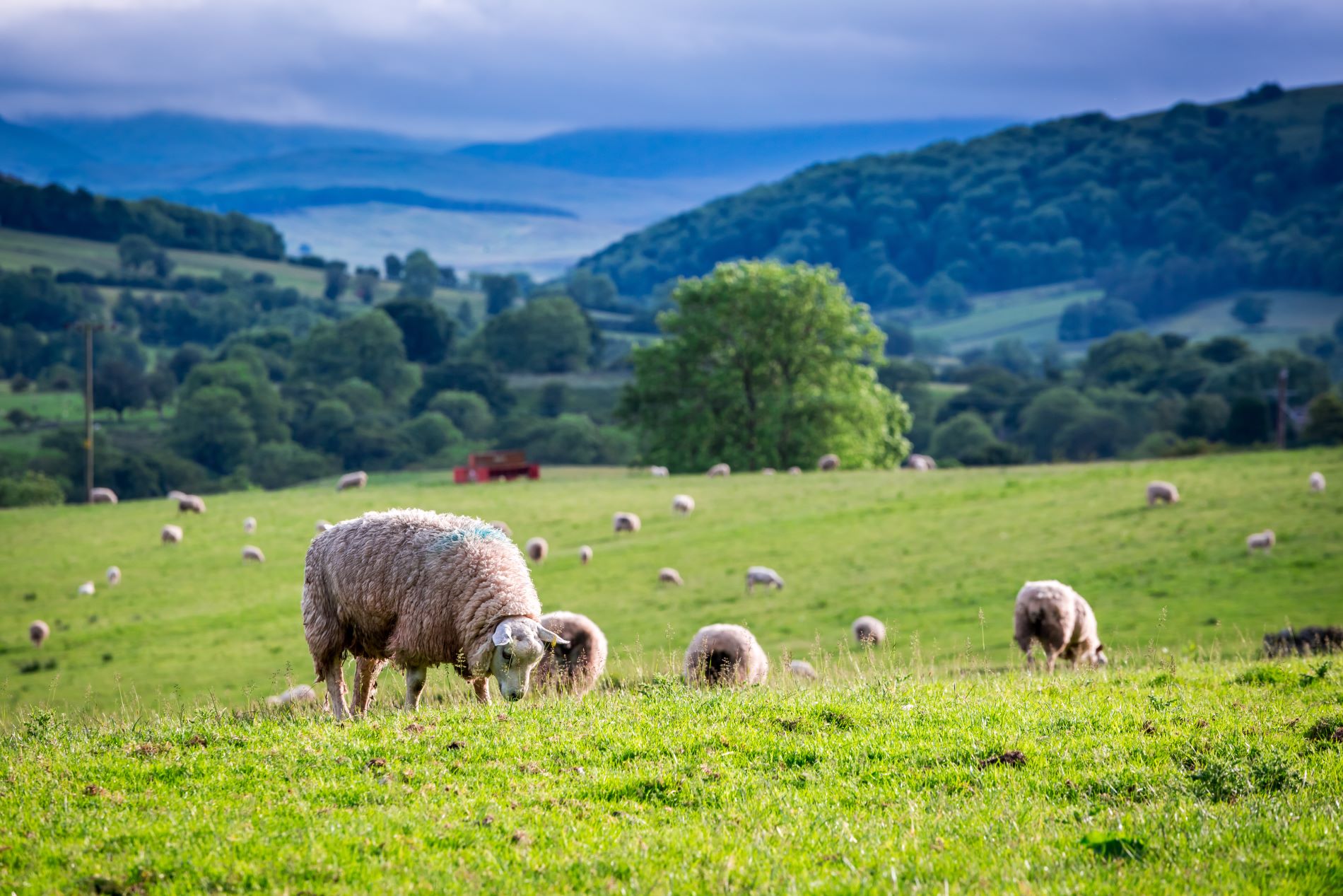 Narodni park Lake District, ki slovi po čudoviti naravi. Foto: Shutterstock