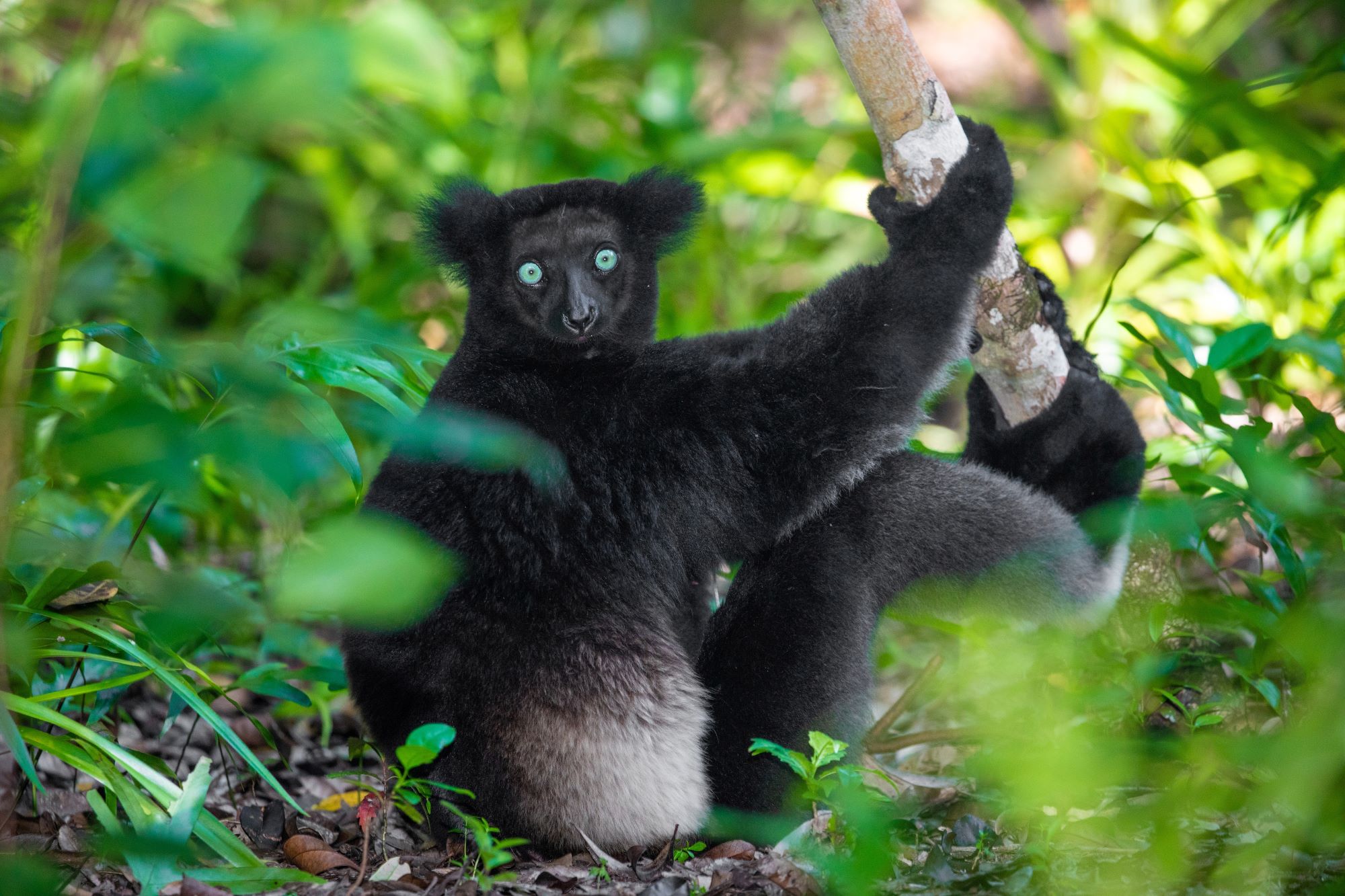 Madagaskar — slika 15