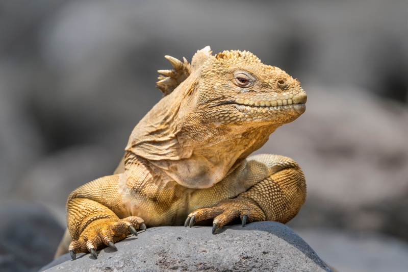 Opazovanje legvanov na Galapagosu.
