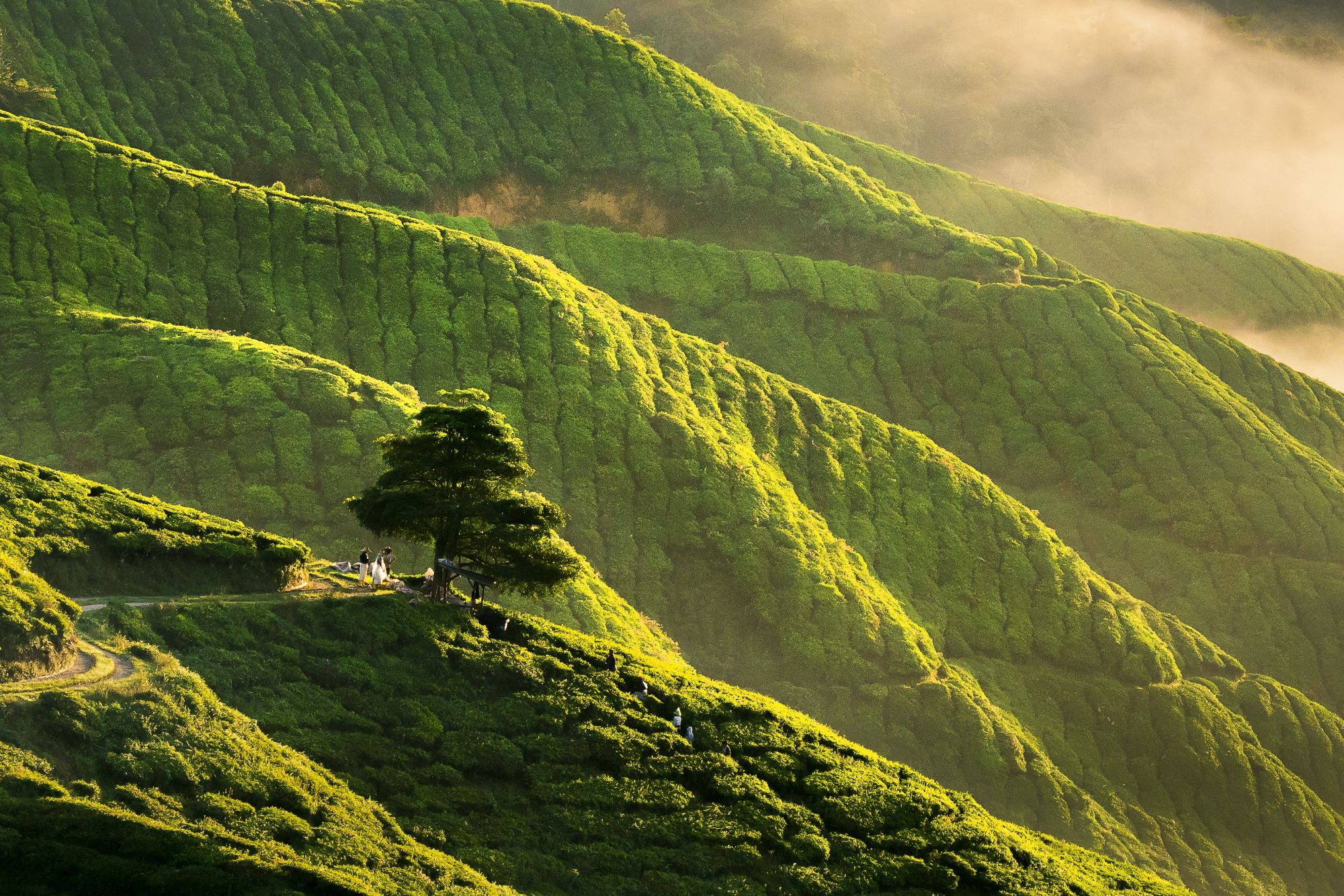 Cameron Highlands