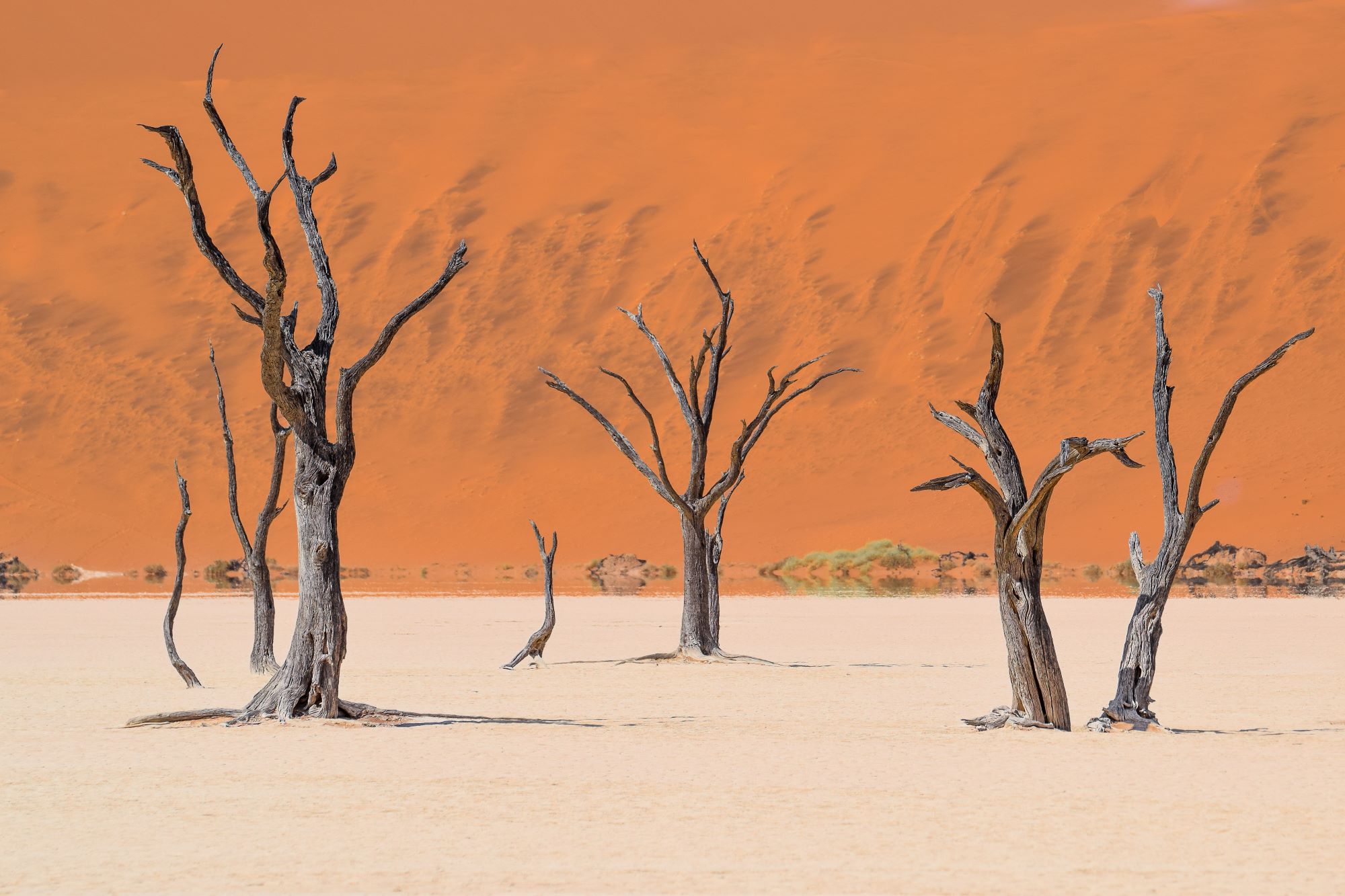 Mrtva drevesa kameljastega trna v kotanji z belo glino Deadvlei v puščavi Namib v Namibiji, ki je obdan z najvišjimi peščenimi sipinami na svetu.
