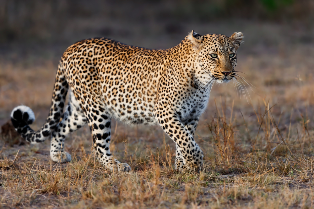 Zahodni Tsavo