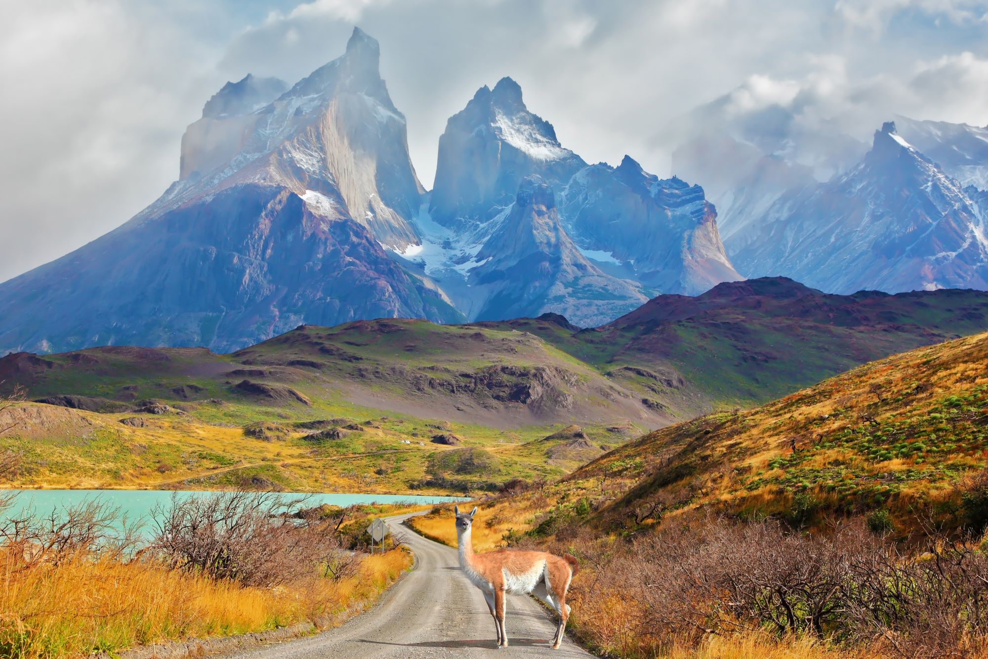 Lama stoji na cesti sredi narodnega parka Torres de Paine v Čilu z impresivnimi vrhovi Cuernos in jezerom Pehoe.
