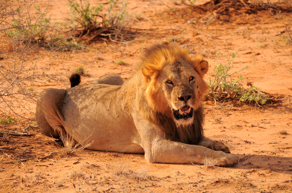 Vzhodni Tsavo