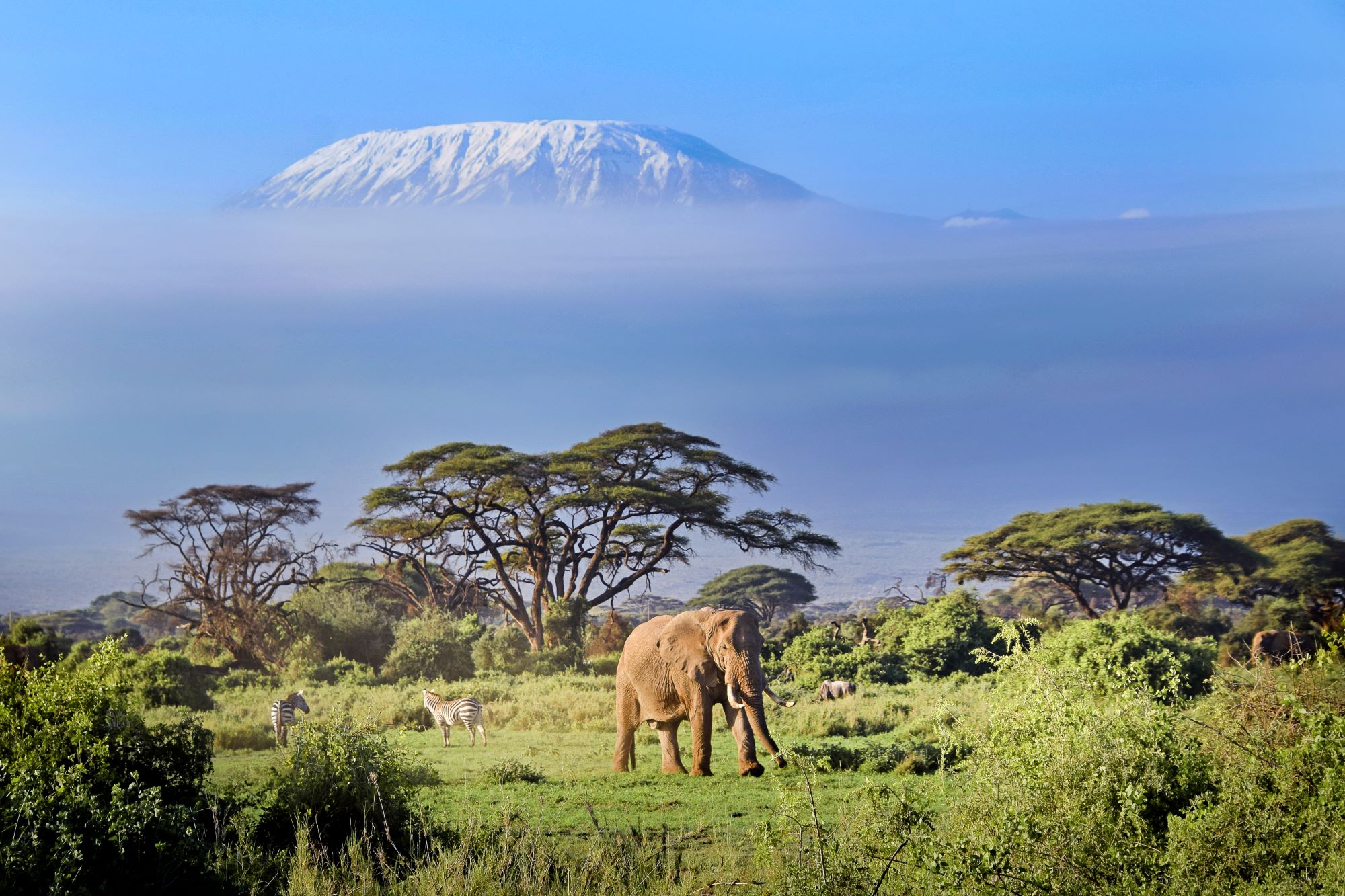 Ikonični pogled na najvišjo afriško goro Kilimandžaro v Tanzaniji in narodnega parka Amboseli v Kenijii z značilnimi afriškimi drevesi in slonom, ki si išče hrano.