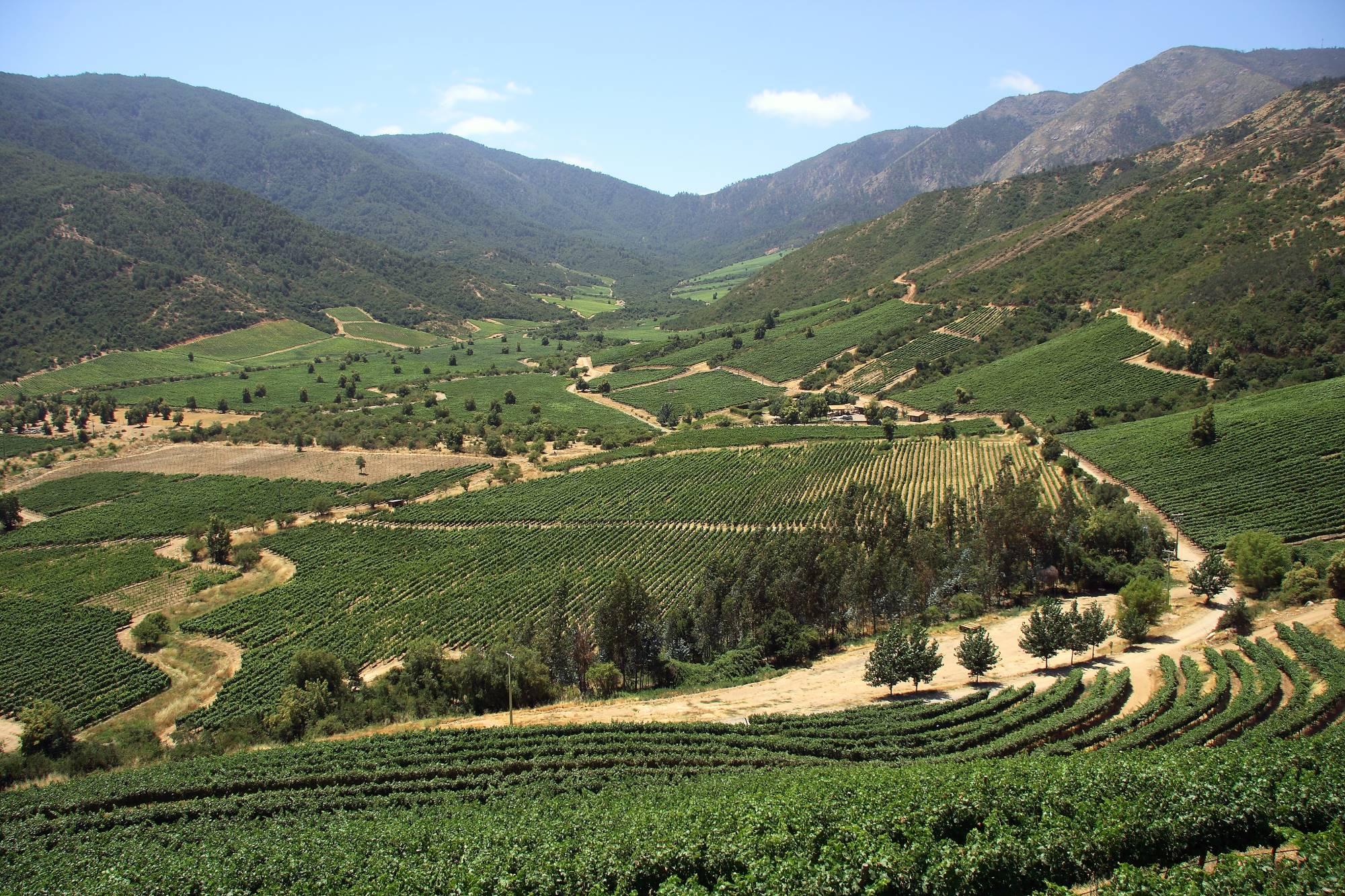 Dolina Valle de Casablanca v Čilu z nasadi vinske trte.
