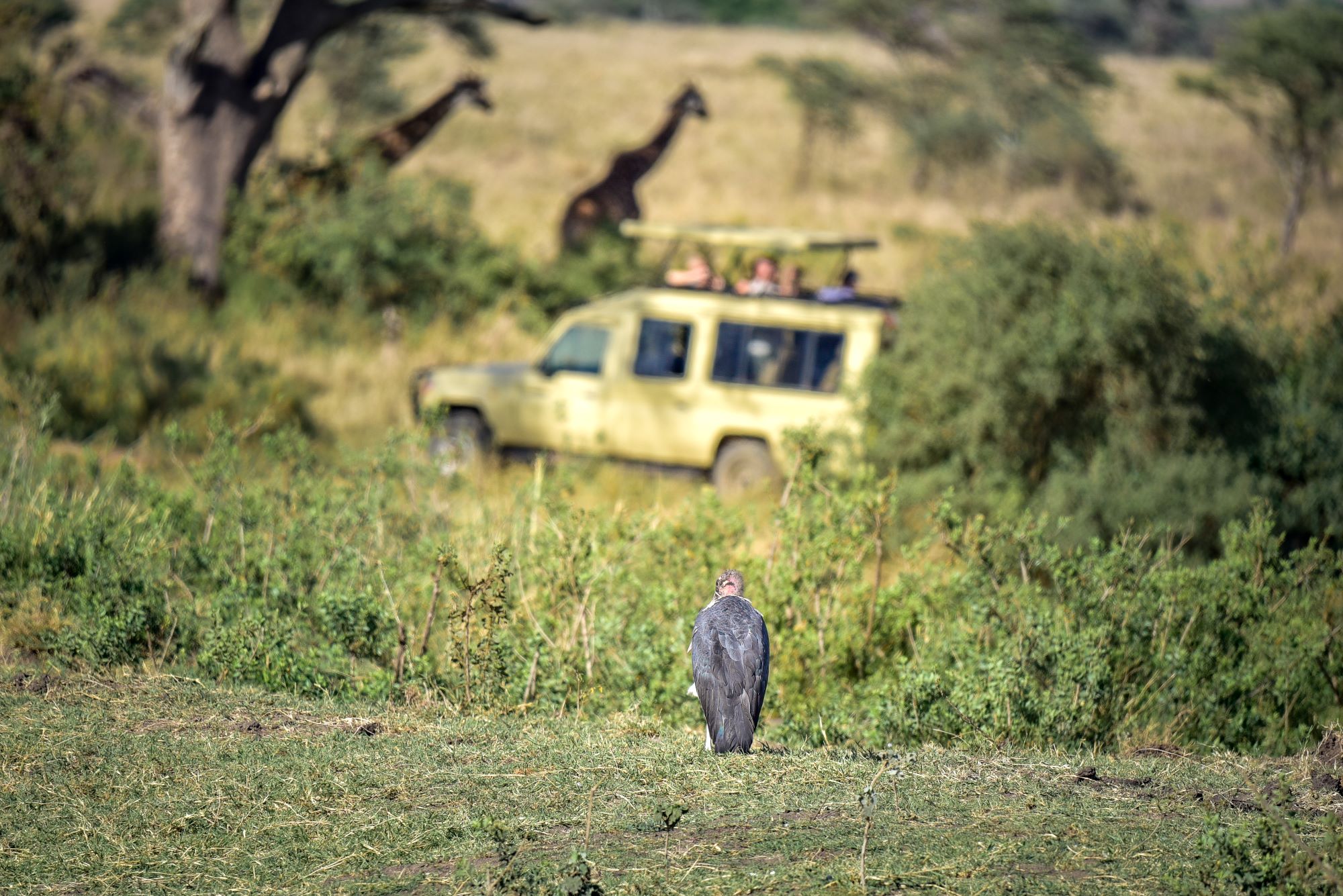 Najbolj znan tanzanijski nacionalni park Serengeti z afriškim marabujem v ospredju, terenskim vozilom s turisti v ozadju in dvema žirafama, ki se sprehajata v senci dreves.