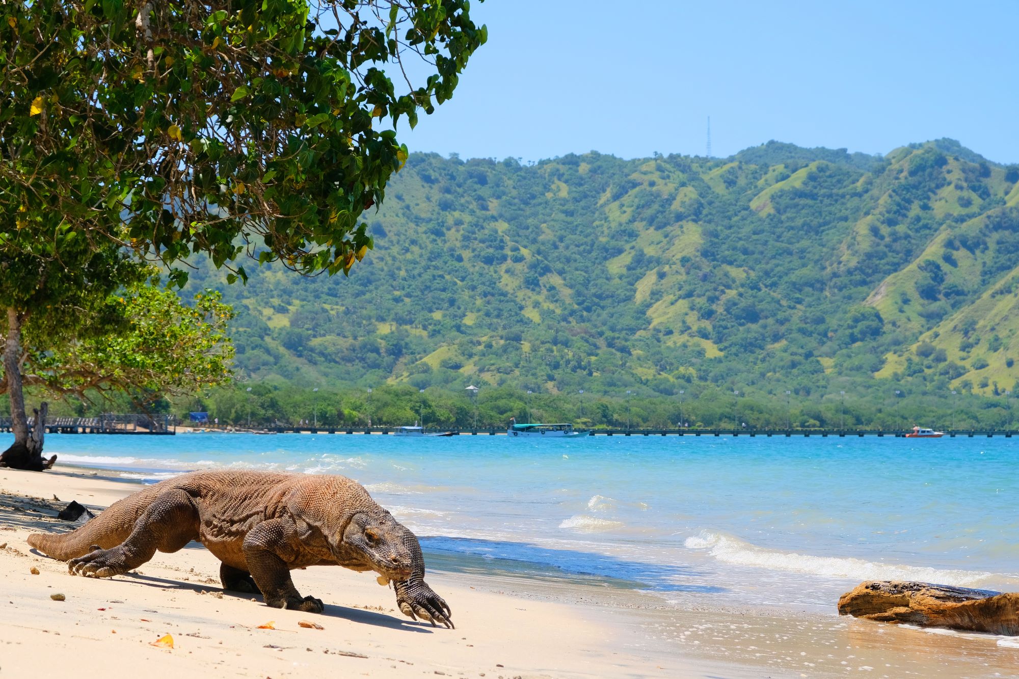 N.P. Komodo