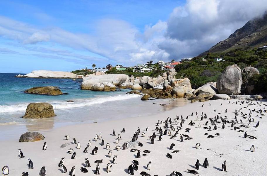 Plaža Boulders Beach v kraju Simon's Town v Južni Afriki z ogromnimi belimi kamni in kolonija oslovskih pingvinov.