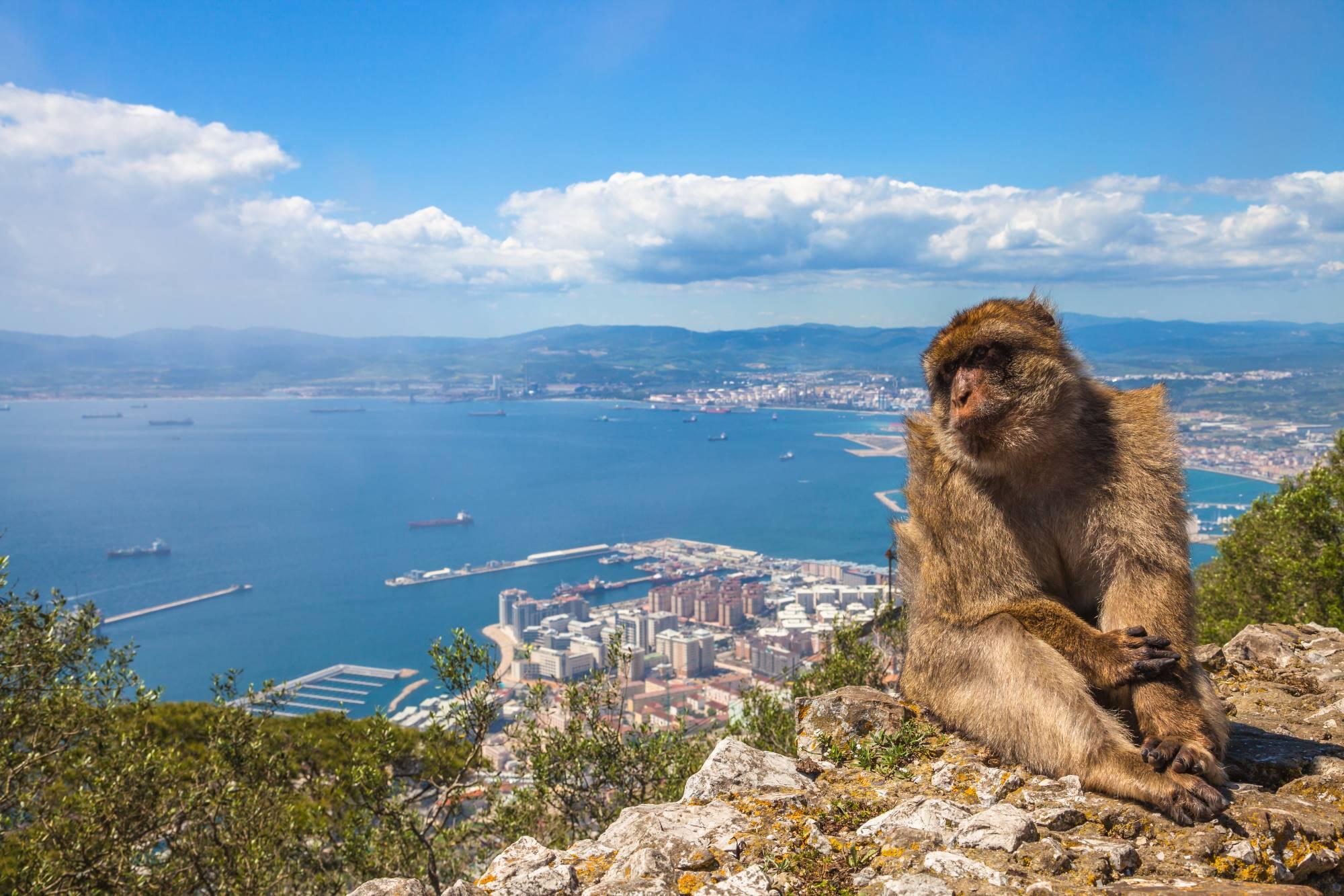 Opica na Gibraltarski skali in pogled na Sredozemsko morje v ozadju.