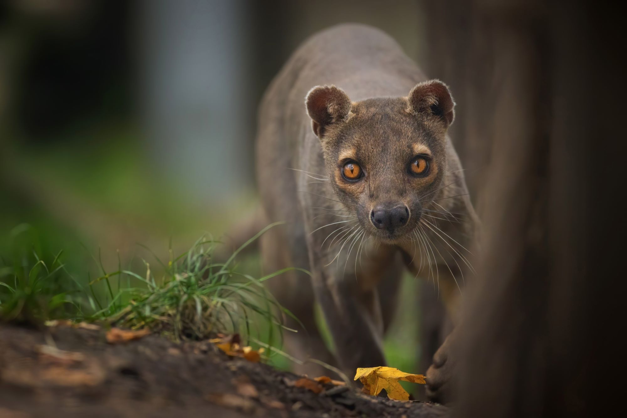Madagaskar — slika 8