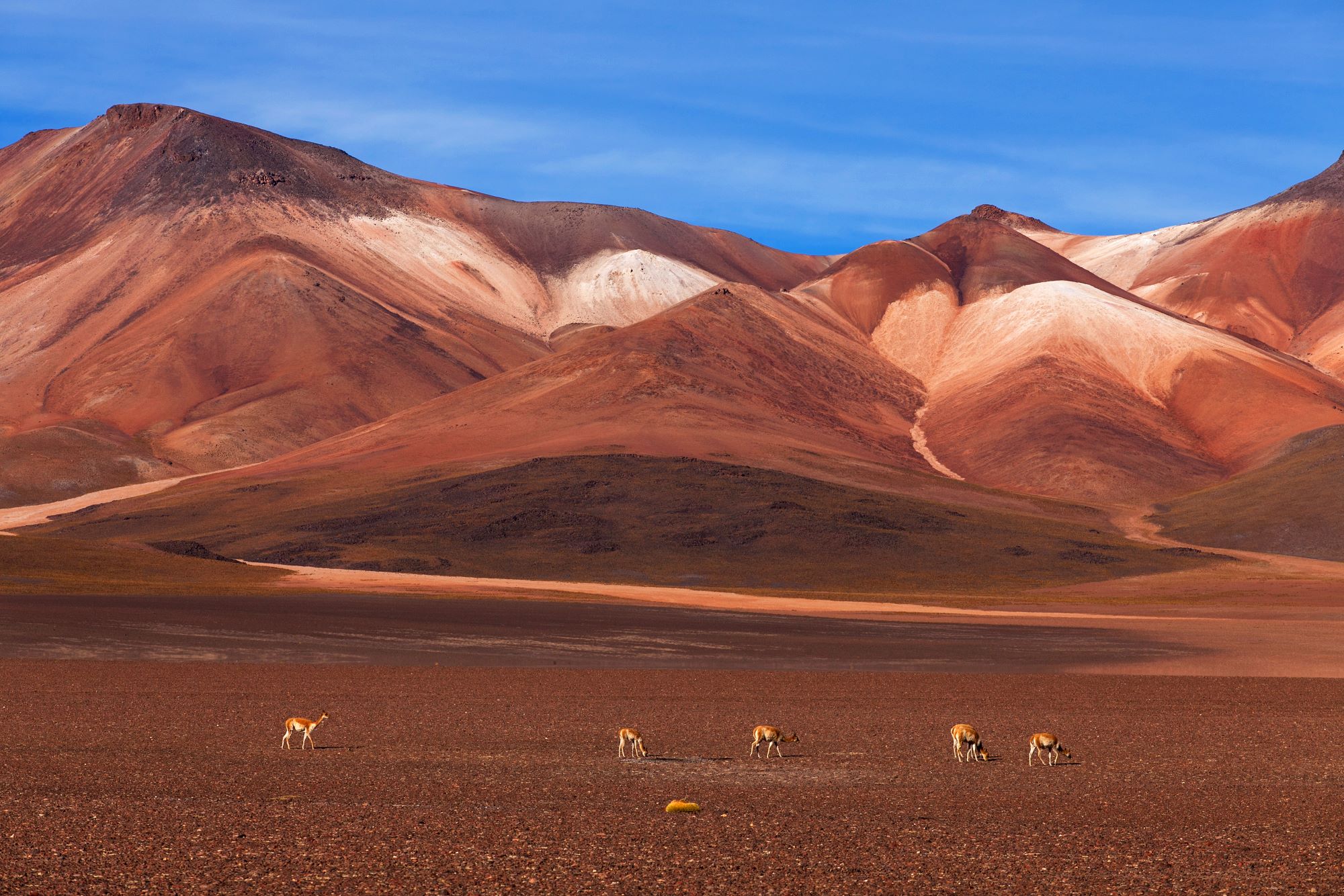 Pokrajina planote Altiplano z barvitimi hribi v Boliviji in lame, ki se pasejo.