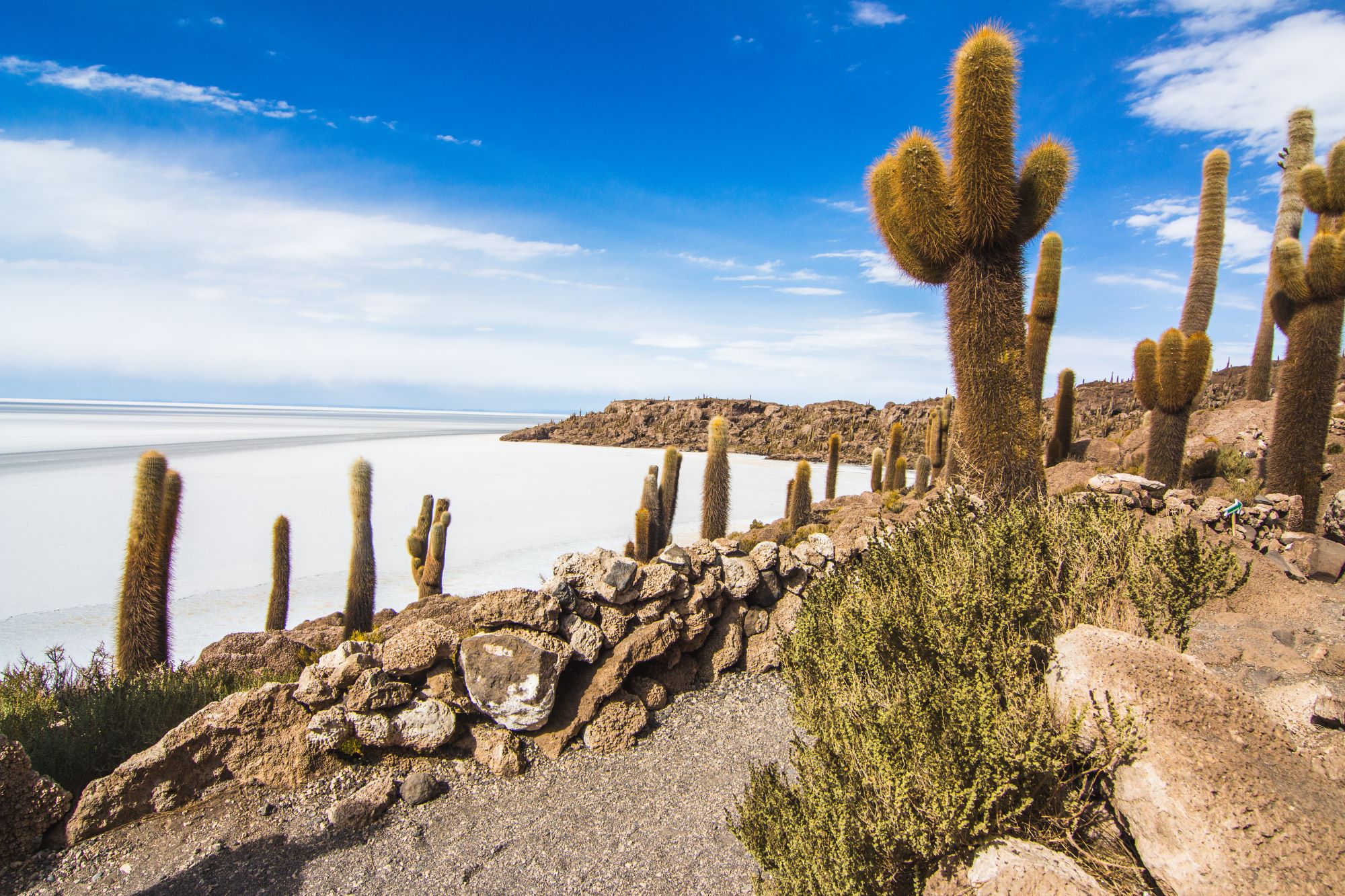 Ogromni kaktusi na otoku Isla de Pescado na slanem jezeru Salar de Uyuni v Boliviji.