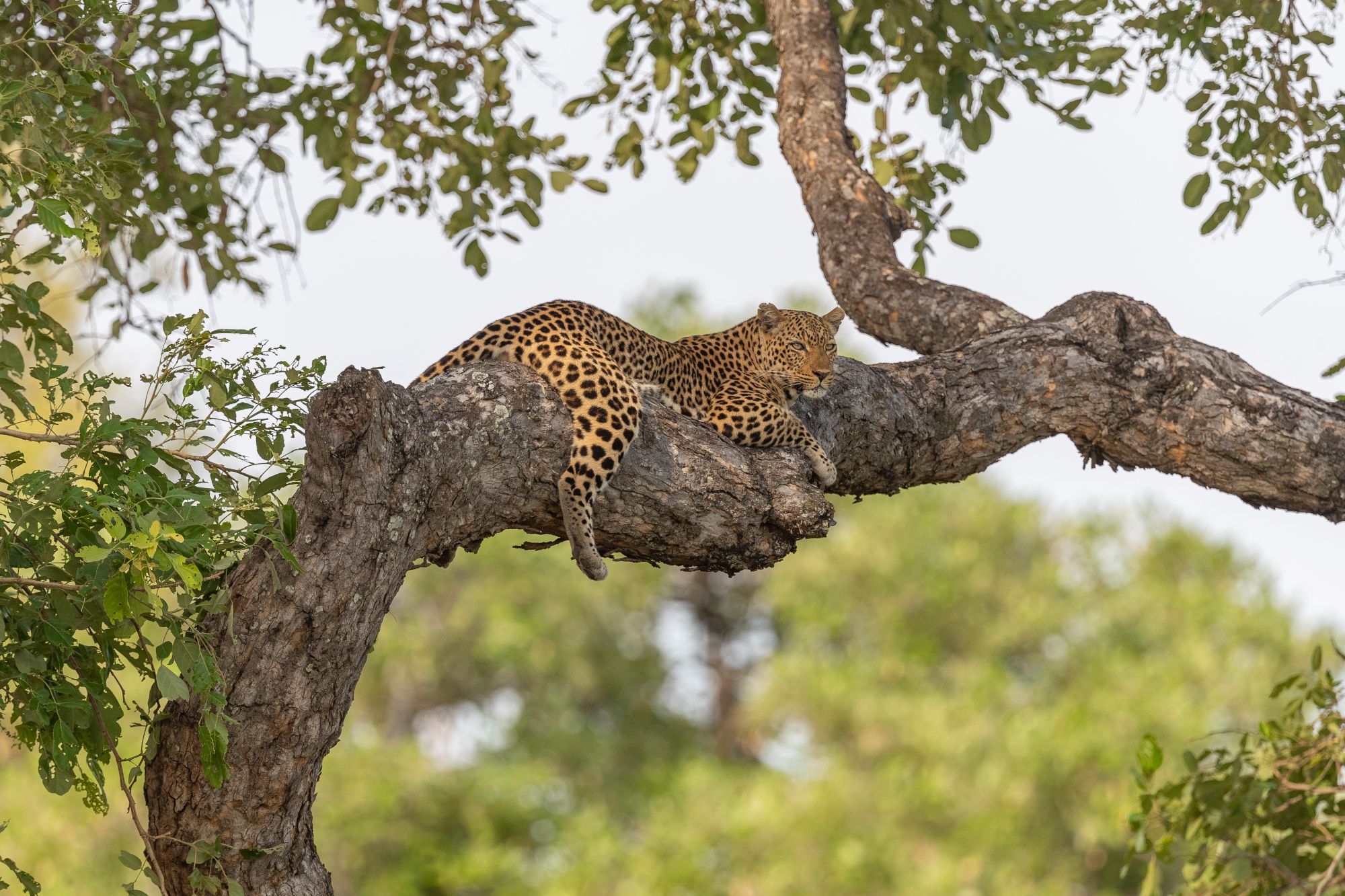 Leopard na drevesu v narodnem parku South Luangwa v Zambiji, safari in opazovanje velikih mačk.