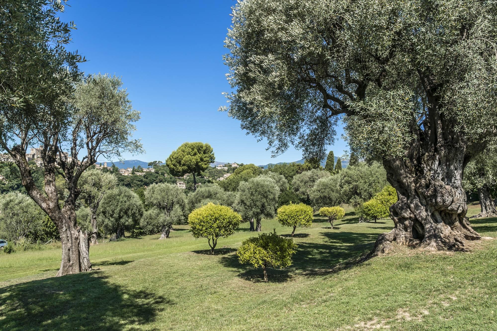 Oljčni gaj ob hiši francoskega slikarja Augusta Renoira s pogledom na vasico Cagnes-sur-Mer v Provansi.