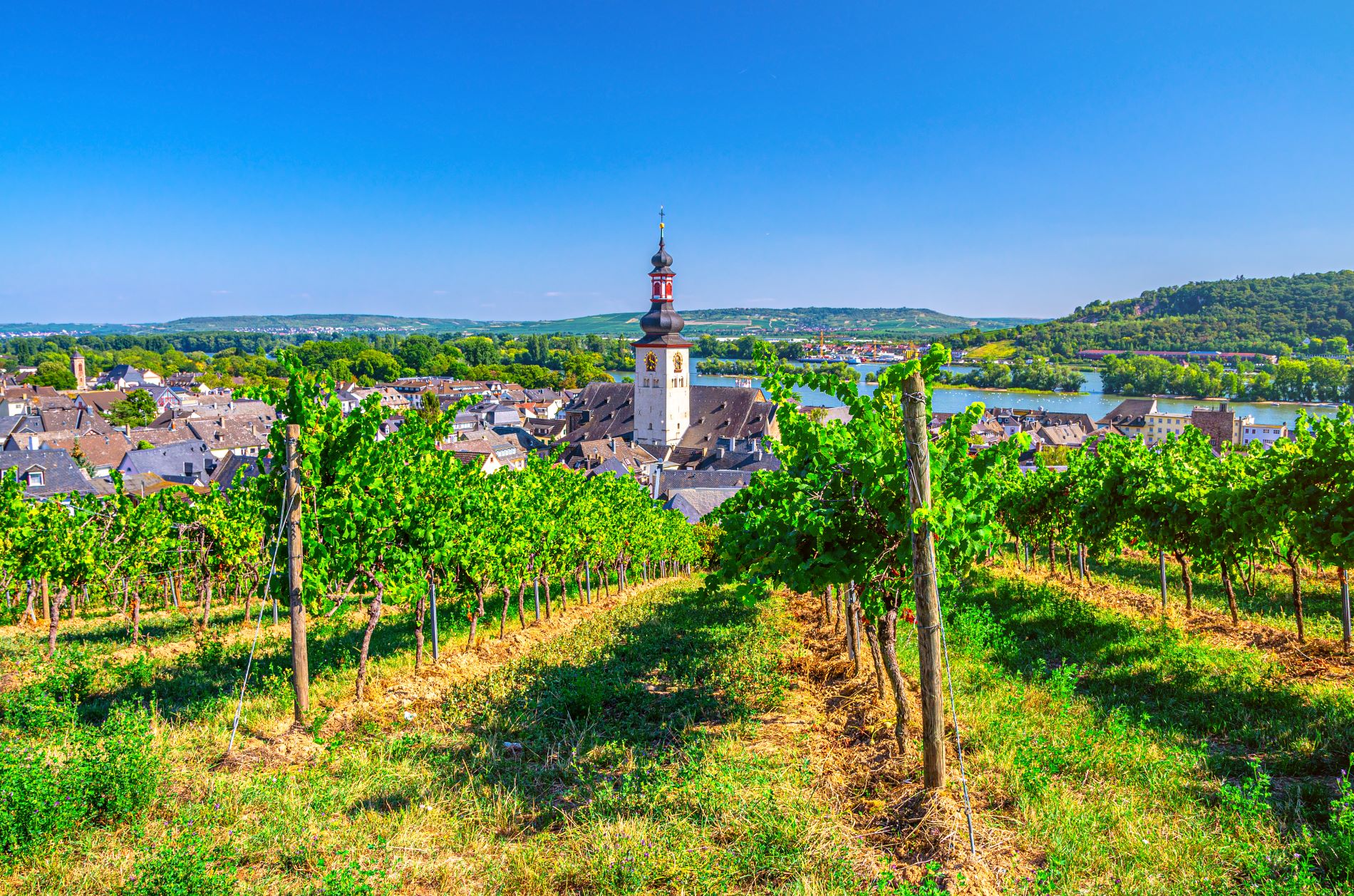 Pogled iz vinograda na hribu proti dolini reke Ren v Nemčiji, ob kateri se razprostira idiličen kraj Rüdesheim.