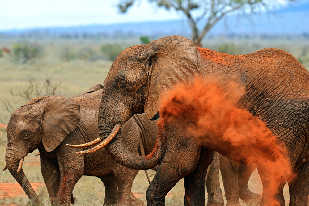 Vzhodni Tsavo