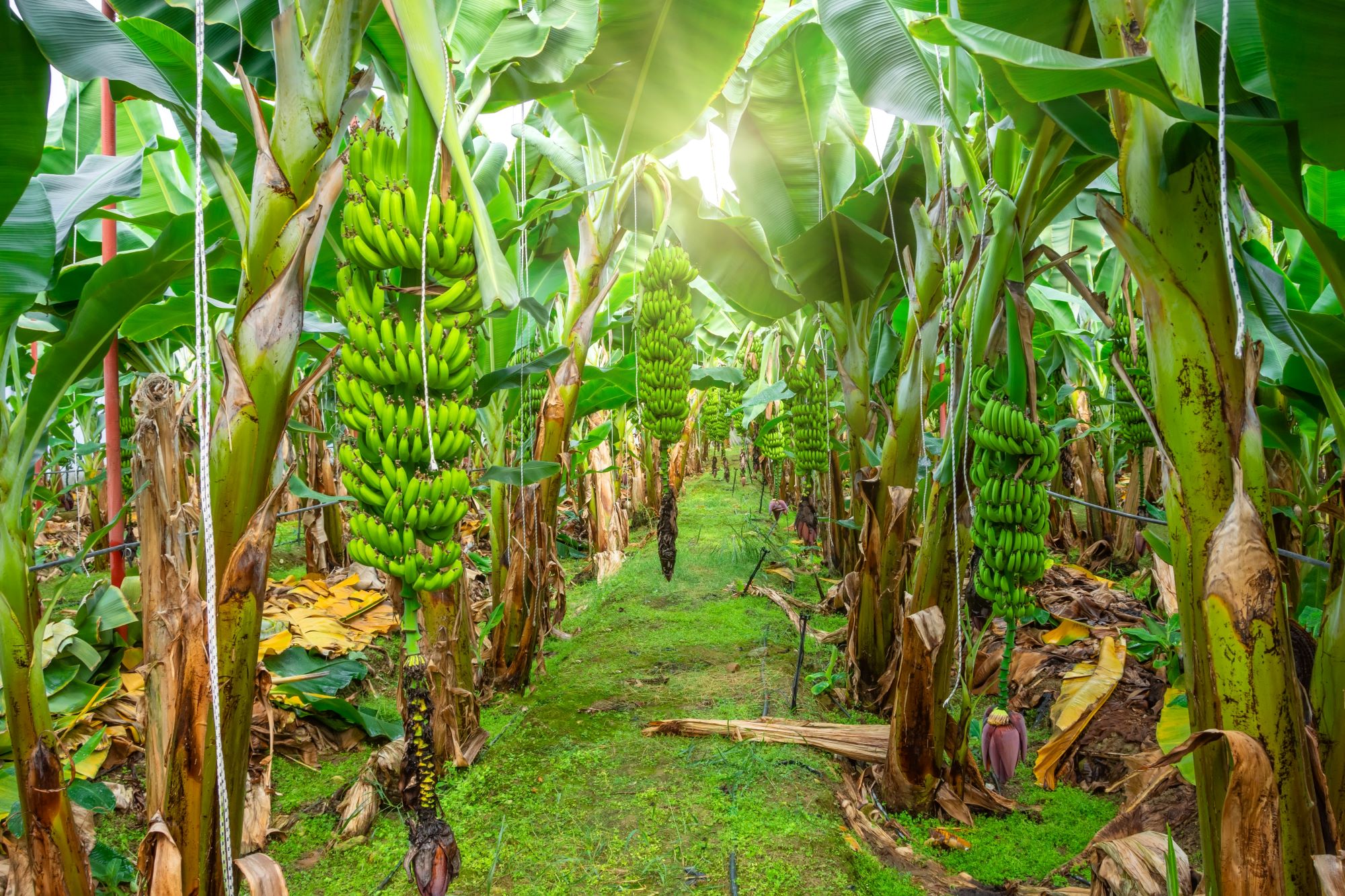 Sprehod po plantaži banan z gosto nasejanimi bananovci v bližini Naranjala v Ekvadorju.