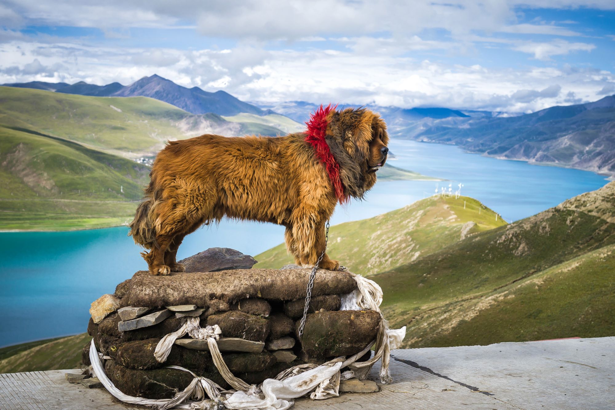 Pes tibetanski mastif pozira na kamenju nad jezerom Yamdrok-tso sredi Tibeta.