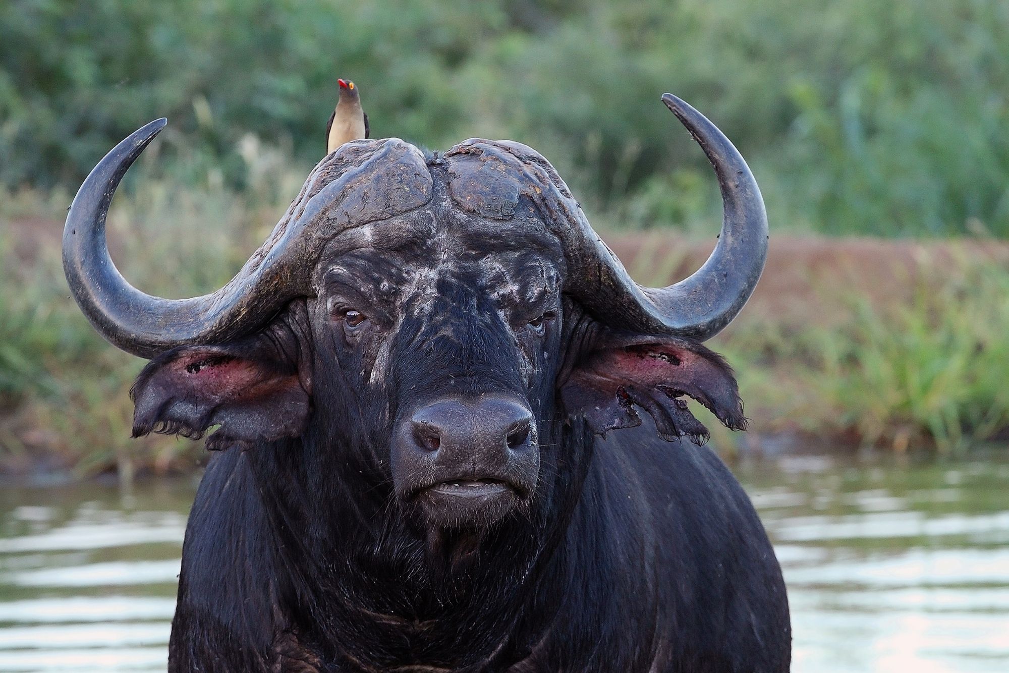 Kafrski bivol ob vodi v narodnem parku South Luangwa v Zambiji, safari in opazovanje afriških živali.