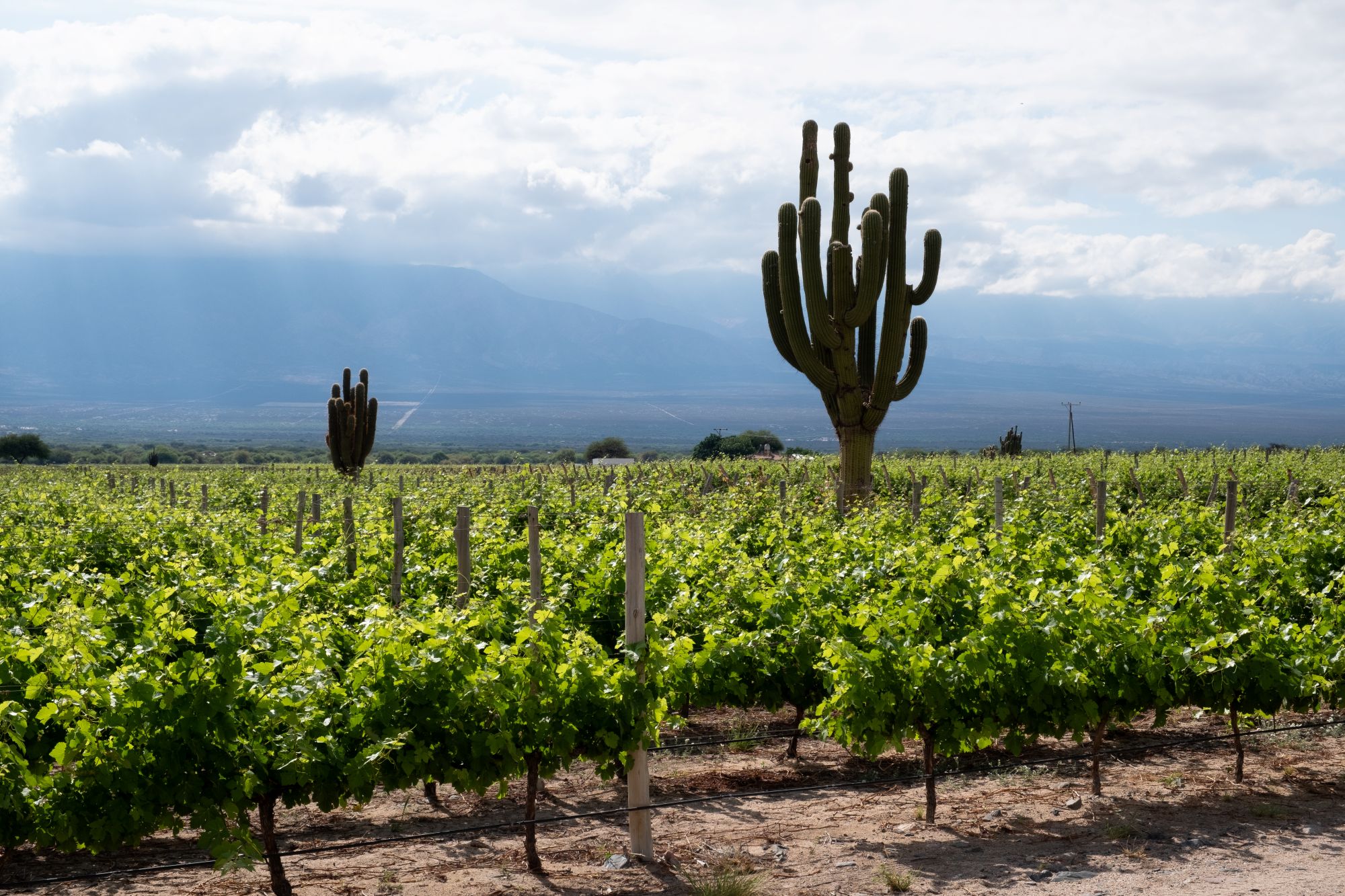 Cafayate