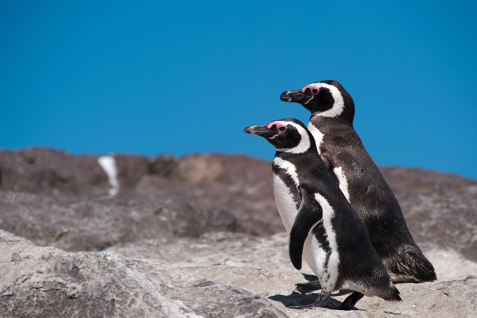 Patagonija