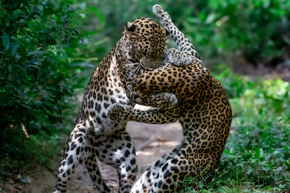 Dva leoparda med igro v narodnem parku Willpatu na Šrilanki