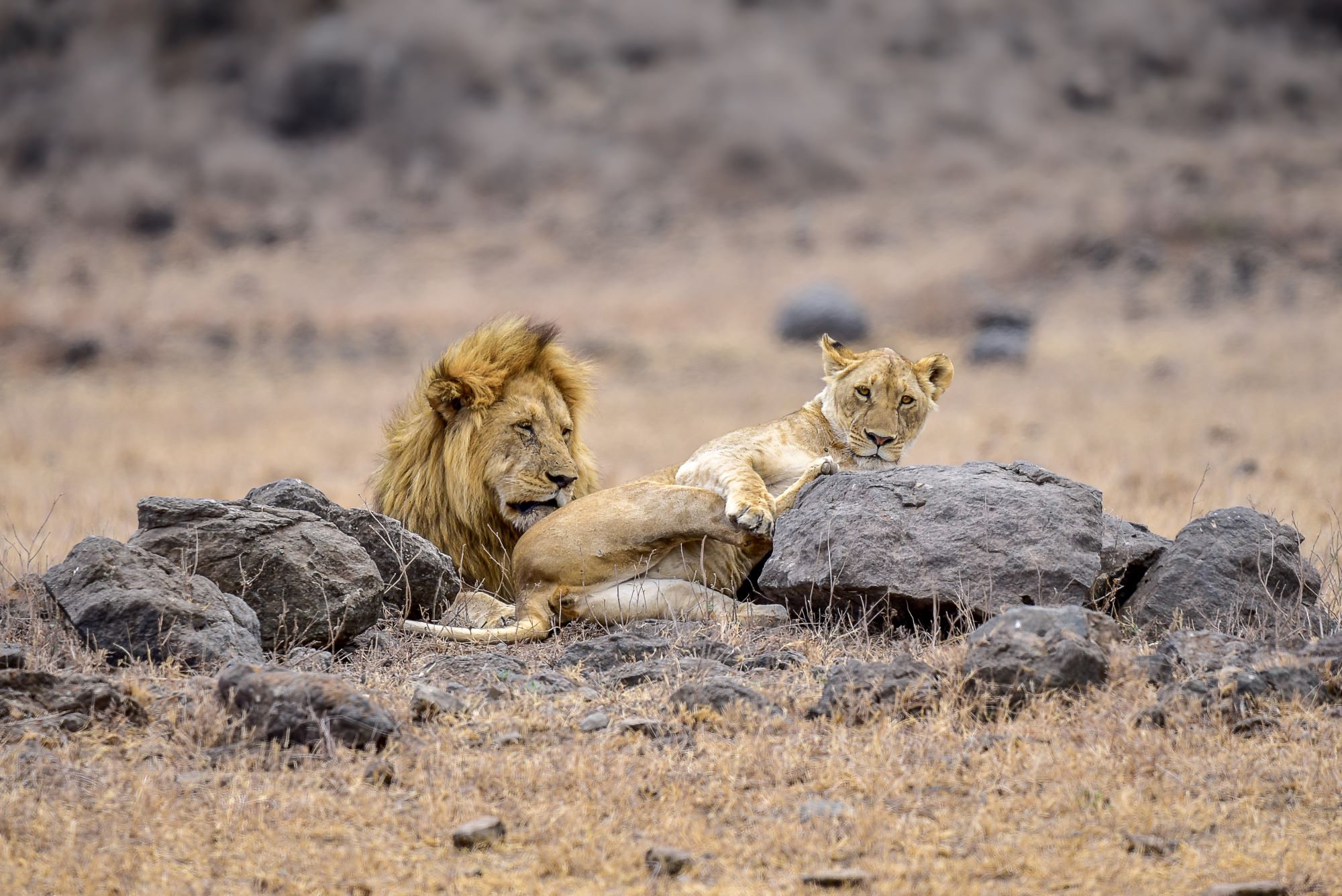 Lev in levinja poležavata na skalah po parjenju v kraterju Ngorongoro v Tanzaniji.