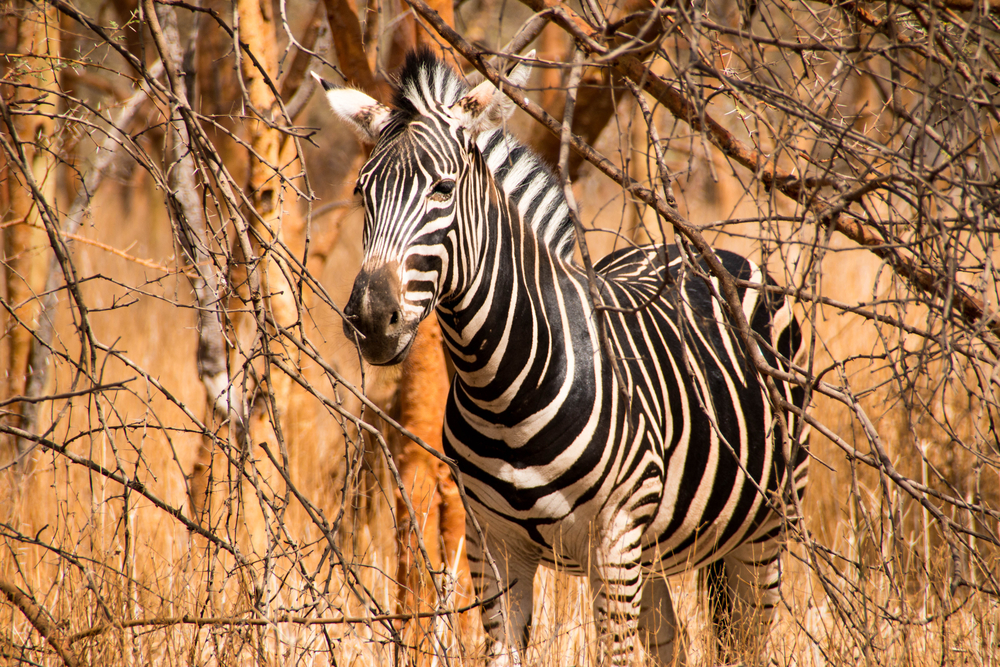 Zebra med visoko travo savanske pokrajine rezervata Bandia.