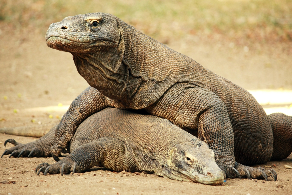 N.P. Komodo