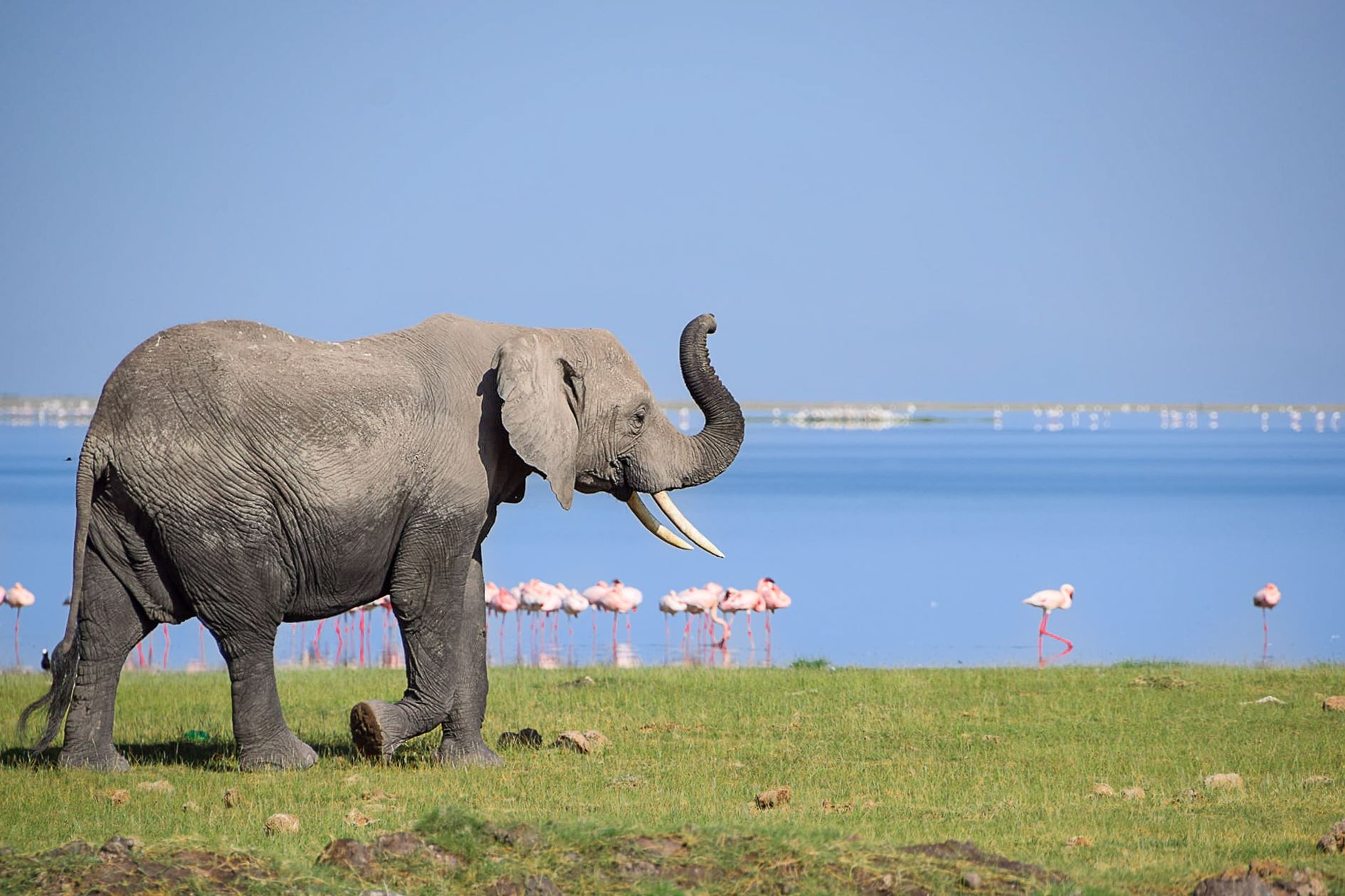 Slon in plamenci v jezeru v parku Amboseli v Keniji.