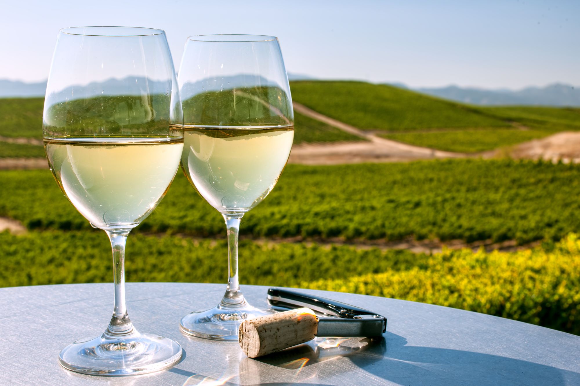 Degustacija belega vina v središču kalifornijskega vinarstva med vinogradi doline Napa.