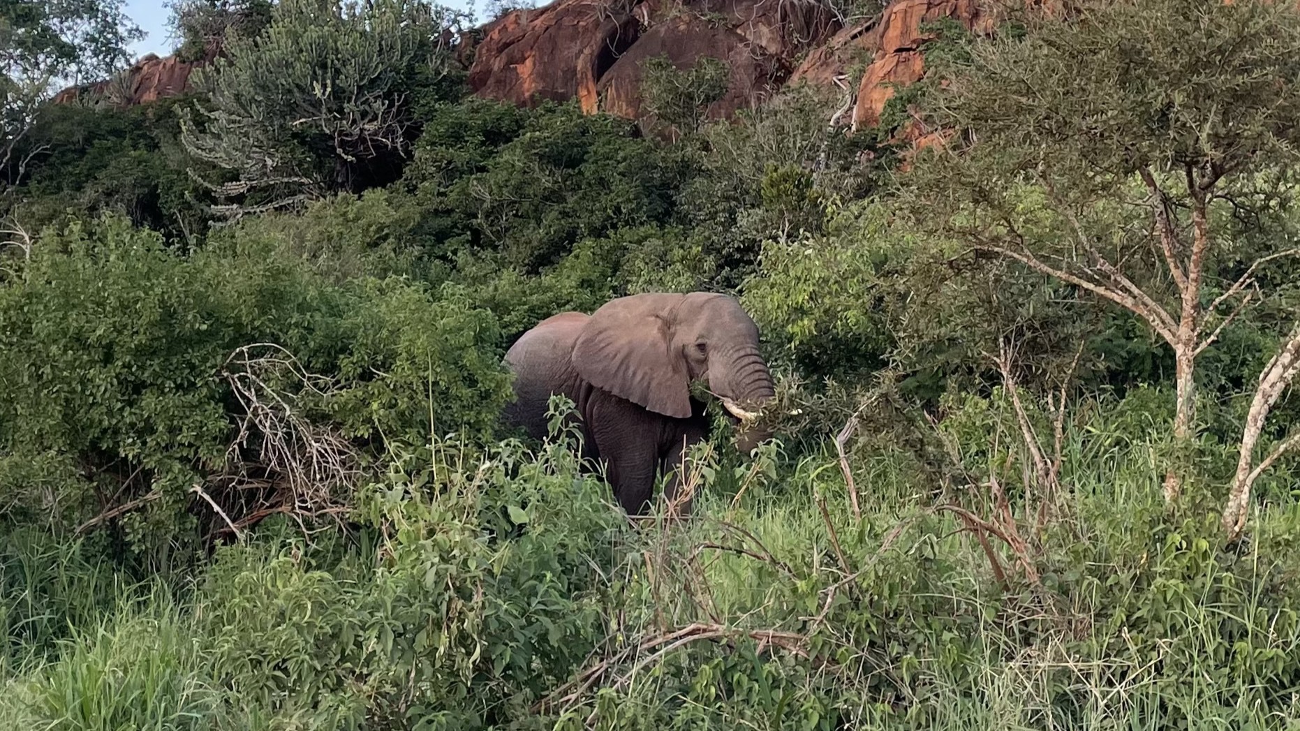 Zahodni Tsavo
