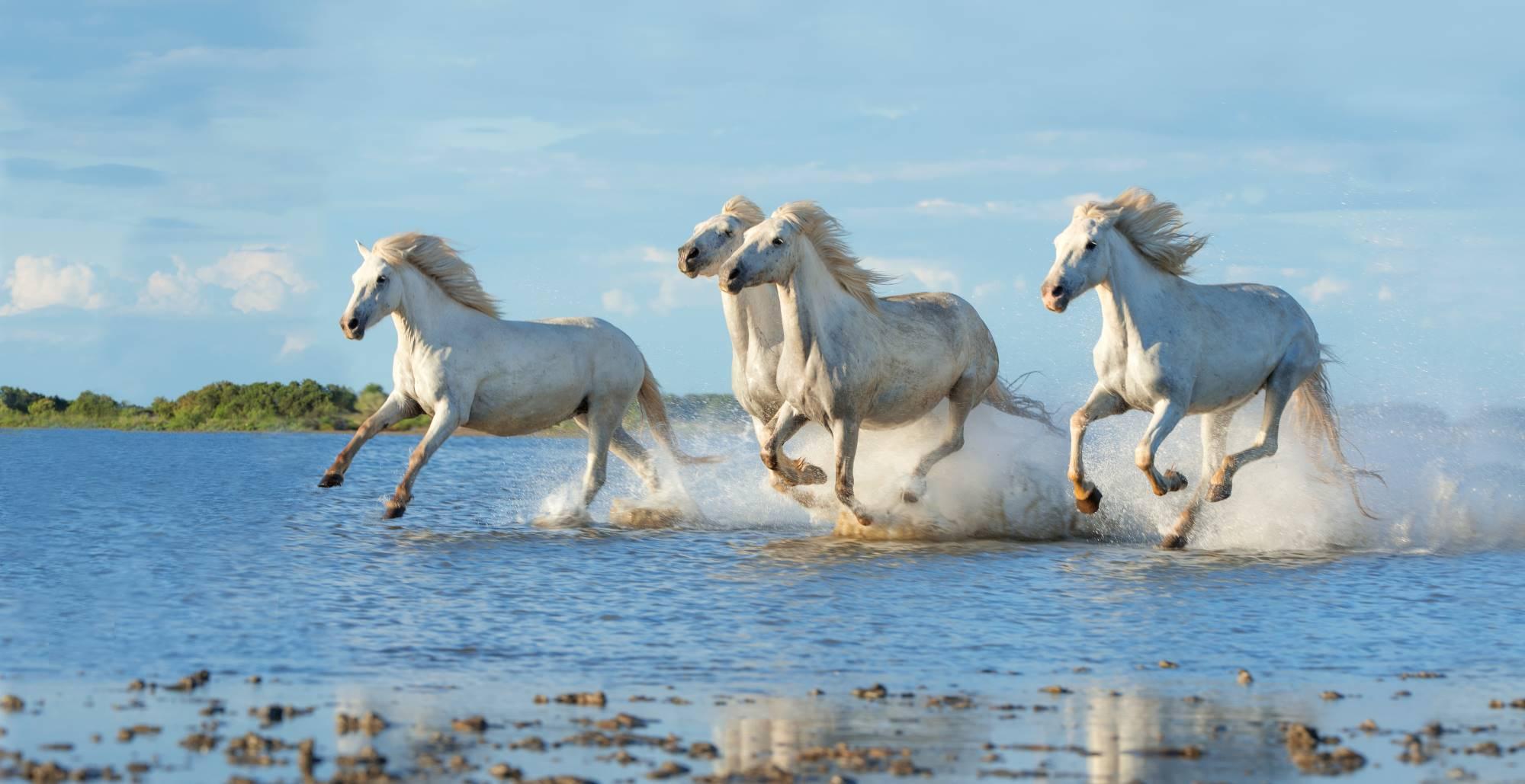 Čreda belih divjih konj v galopu sredi močvirske pokrajine Camargue v Provansi.