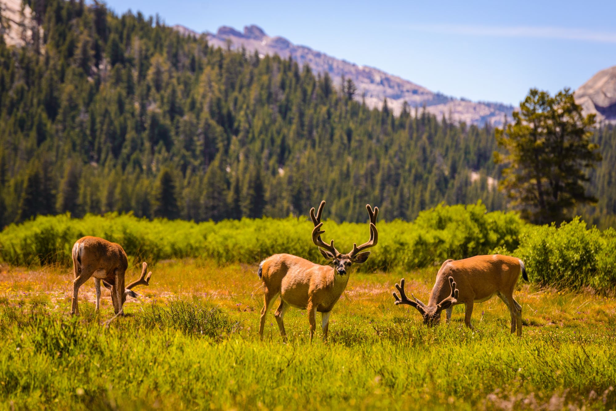Jeleni se pasejo na travniku v jesenskih barvah v narodnem parki Yosemite v Kaliforniji.