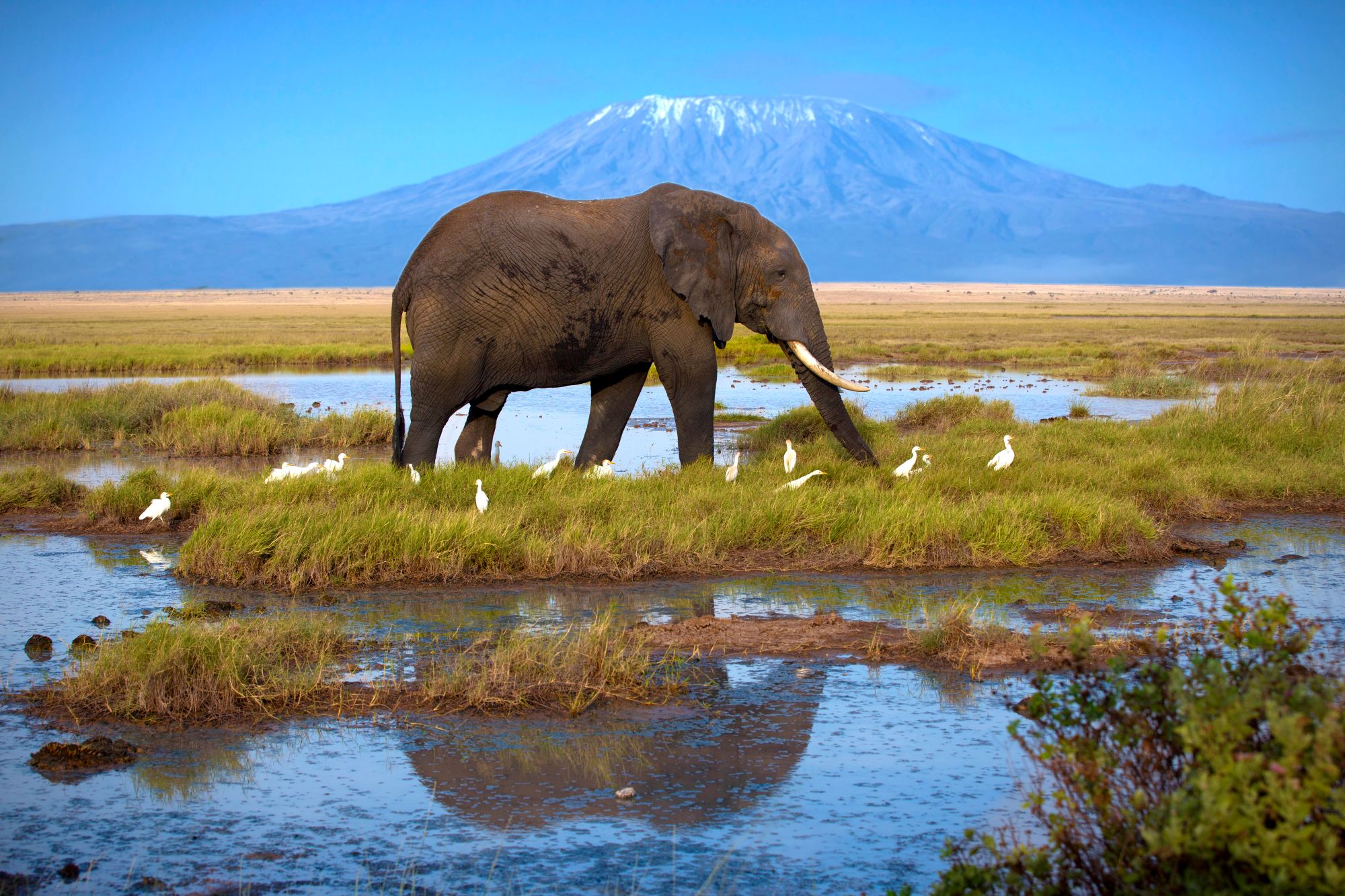 Amboseli