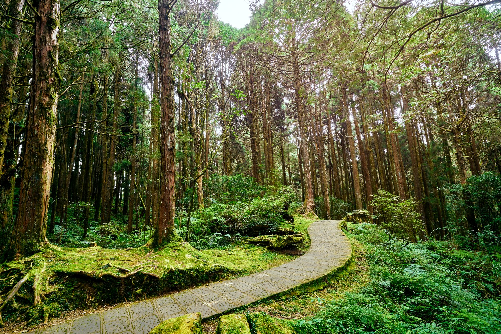 Alishan