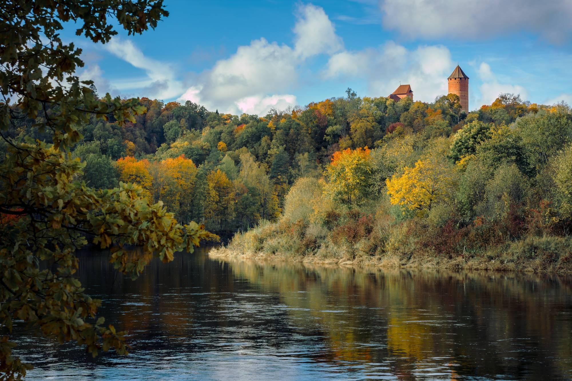 Pogled na razvaline škofovskega gradu Turaida v narodnem parku Gauja v Latviji, obkrožene z rumenečo jesensko gozdno pokrajino.