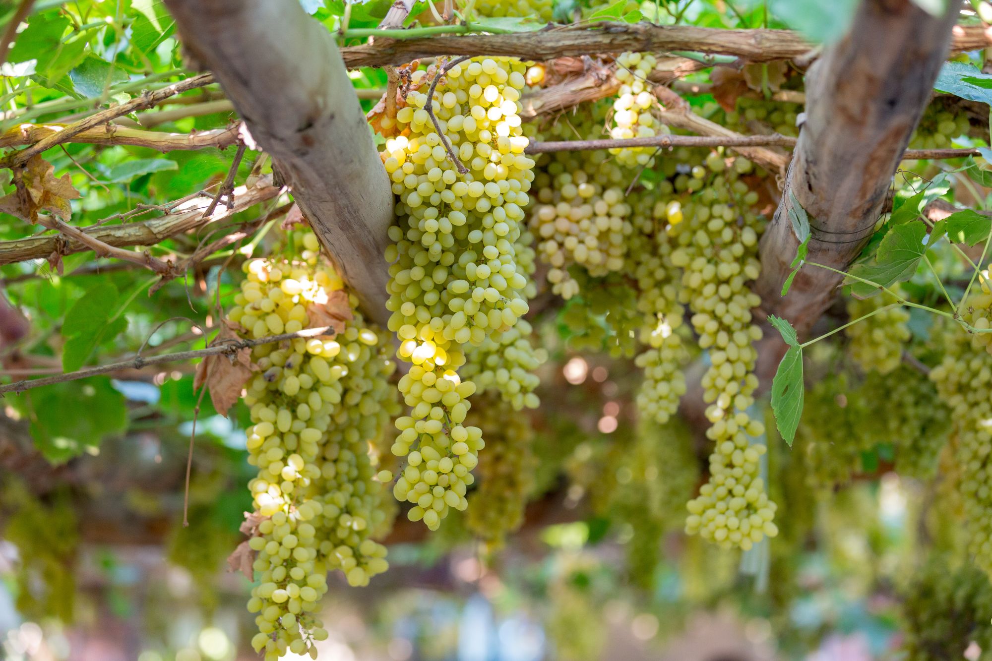 Turpan